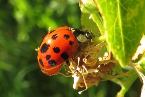 Réf. 203 245 : Harmonia axyridis